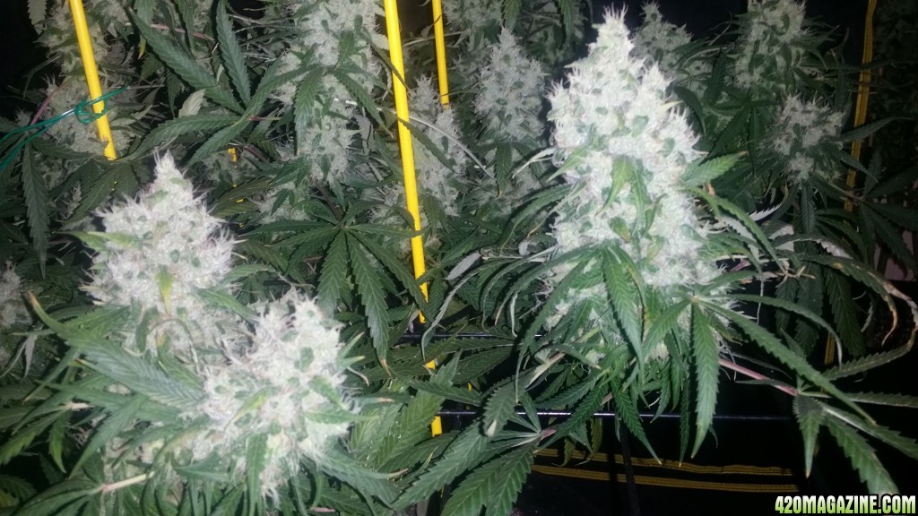 day_127_flip_59_PF_bud_pics.jpg