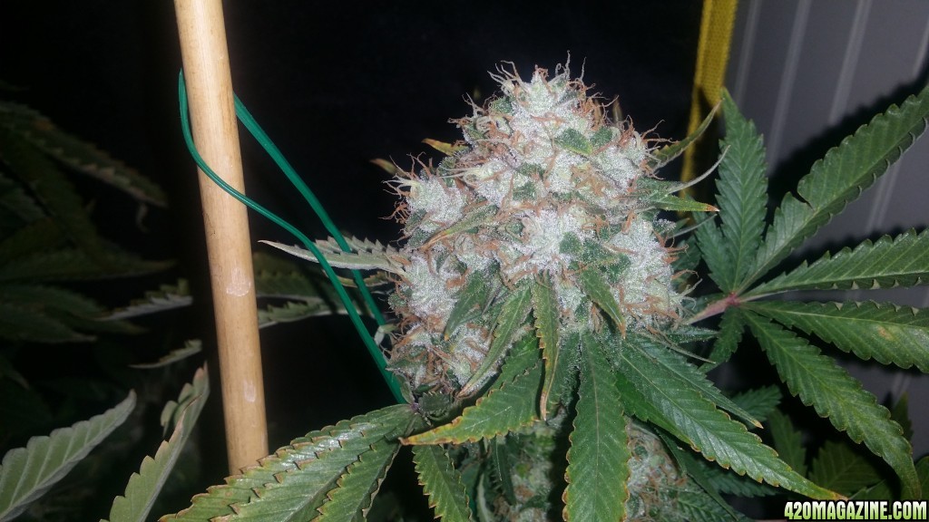 day_127_flip_59_bubblegum_bud_pic.jpg