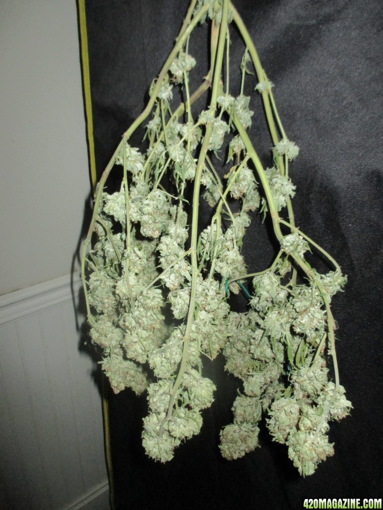 day_133_bubblegum_harvested_and_hanging.jpg