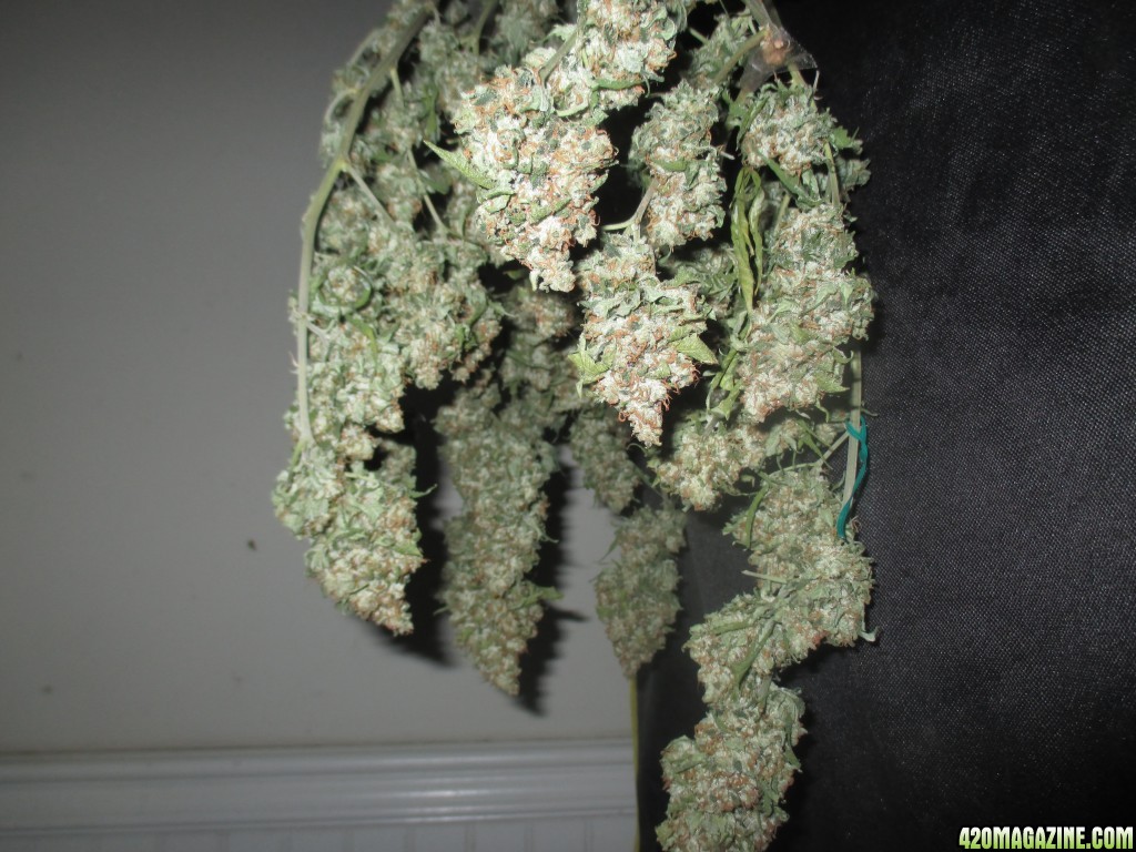 day_133_harvest_bubblegum_hanging.JPG