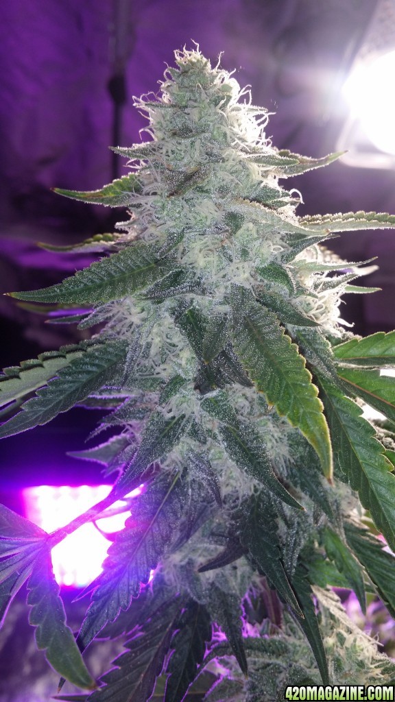 day_134_flip_46_PHC_bud_shot.jpg