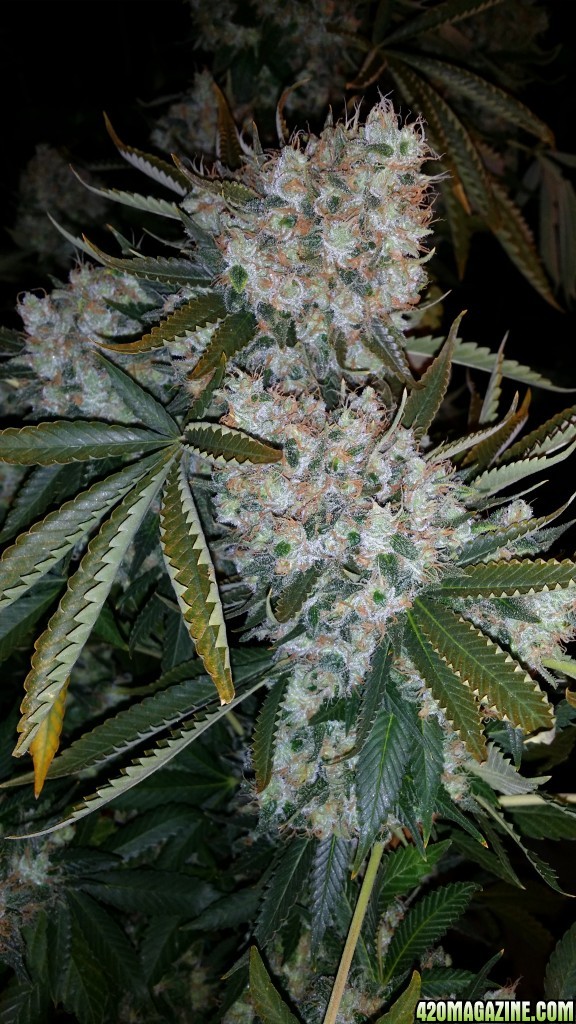 day_134_flip_46_bubblegum_cola_pic_2.jpg