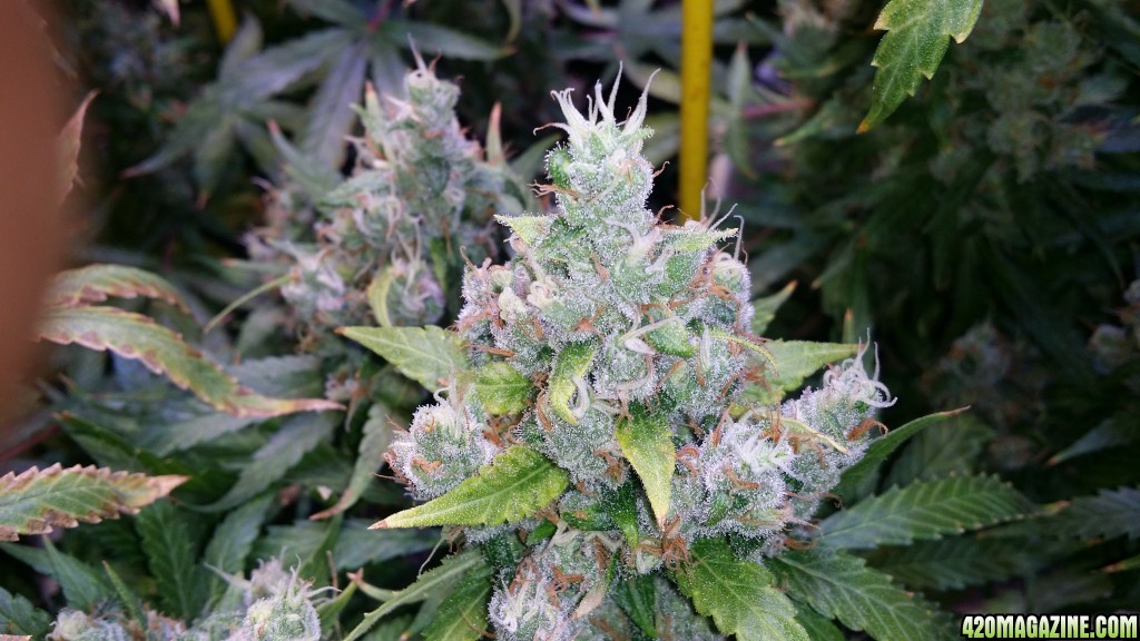 day_137_flip_69_PF_bud_shot.jpg