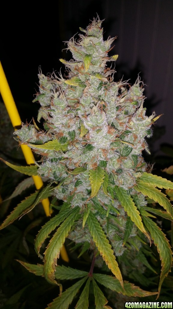 day_144_flip_77_PF_bud_pic.jpg