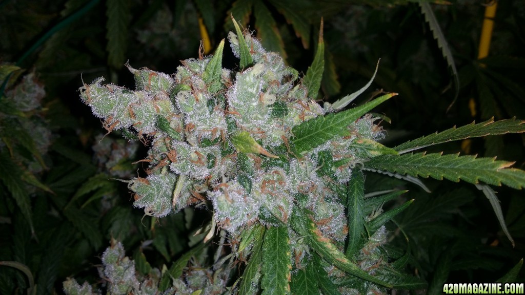 day_144_flip_77_PF_bud_pic_2.jpg