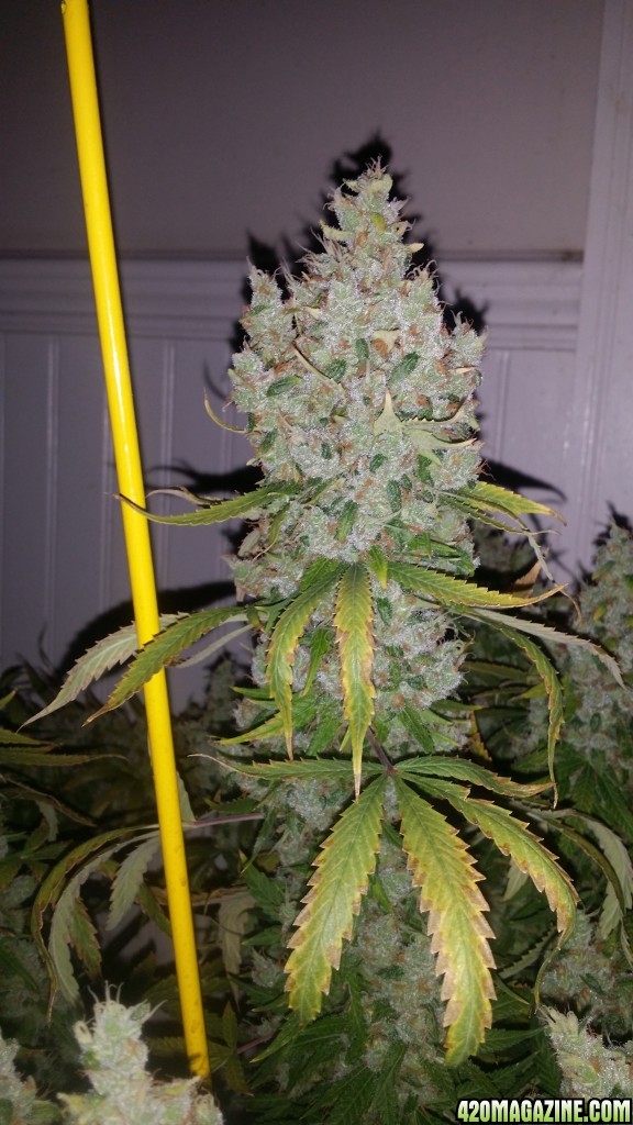 day_144_flip_77_PF_bud_pic_3.jpg