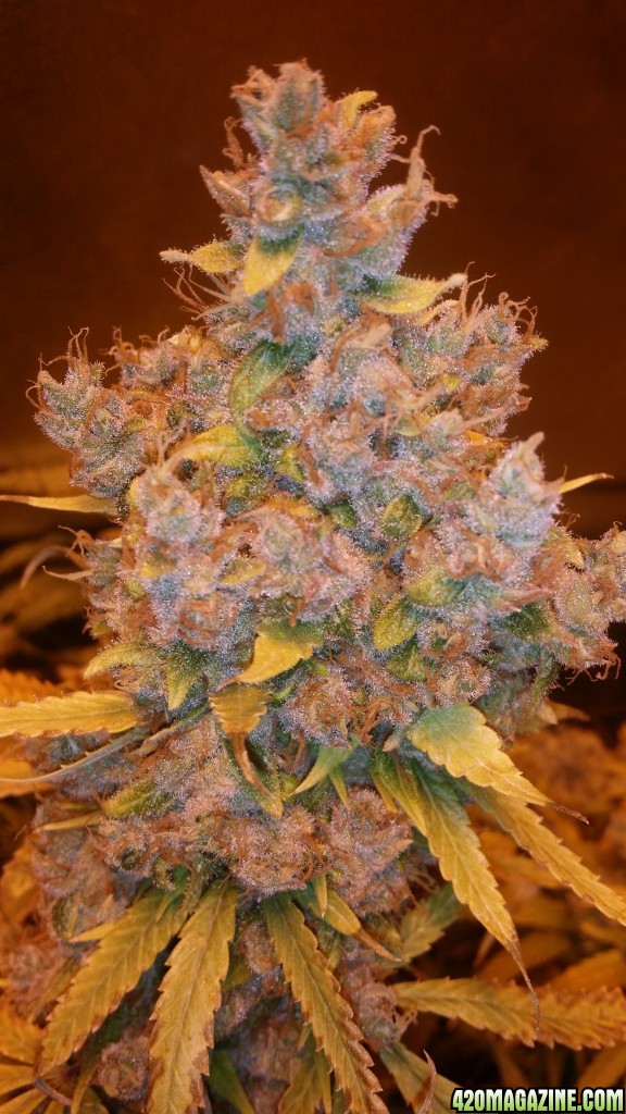 day_186_flip_86_pf_bud_pic_.jpg