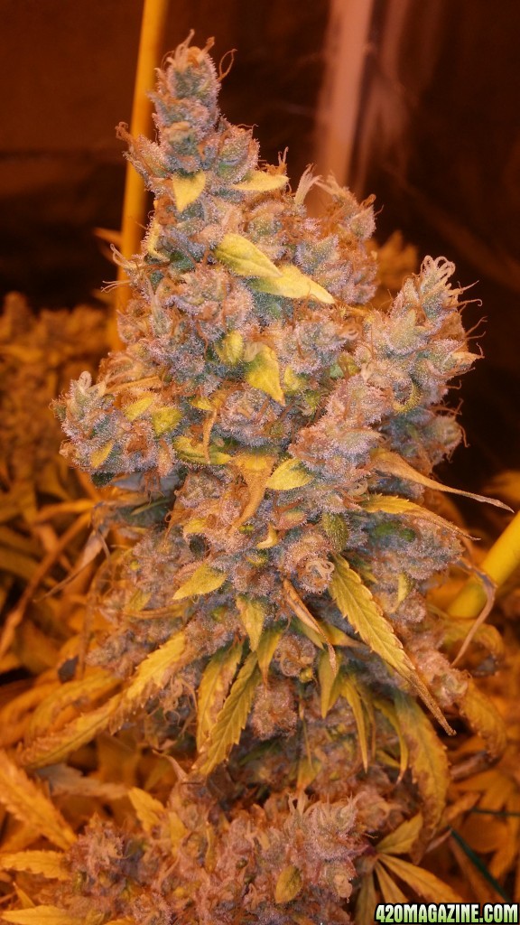 day_186_flip_86_pf_bud_pic_2_.jpg