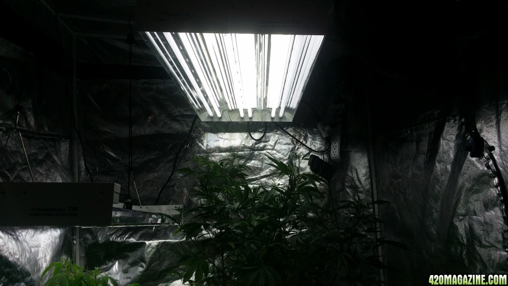 day_186_veg_tent_view.jpg