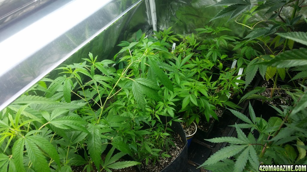 day_186_veg_tent_view_2.jpg