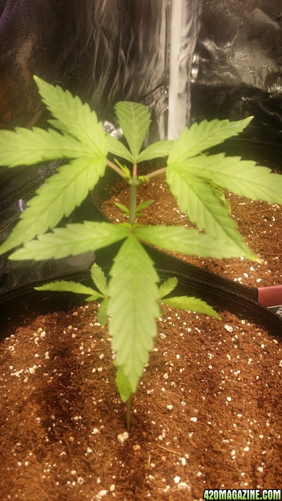 day_26_bubba_auto_topped.jpg