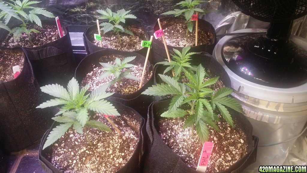 day_26_platinum_huck_cookies_2.jpg