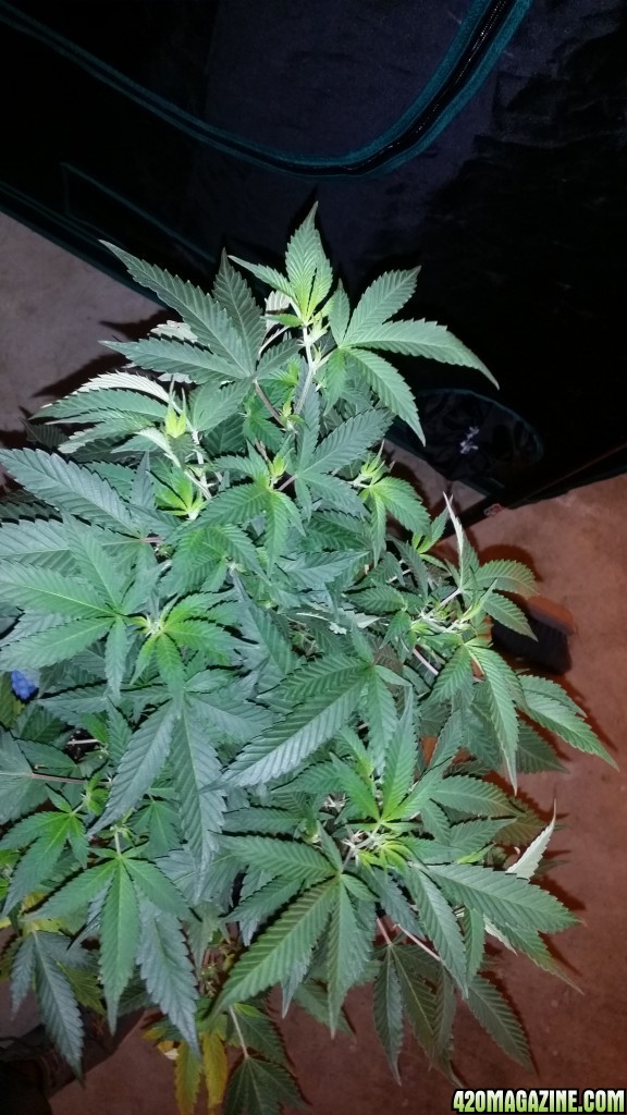 day_34_flip_1_bgum_in_7_gal_pot_canopy.jpg