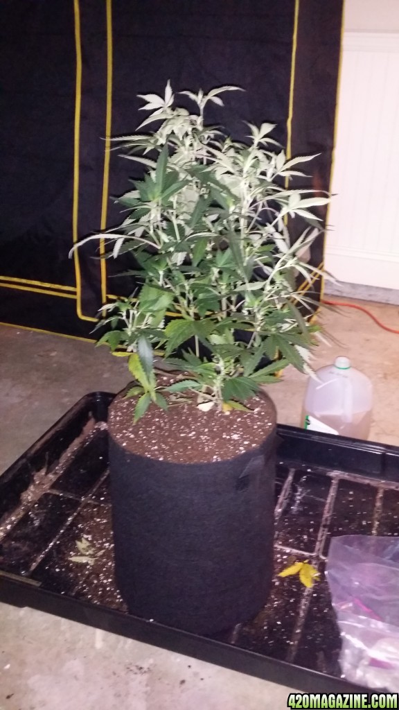 day_34_flip_1_bubblegum_in_7_gal_pot.jpg