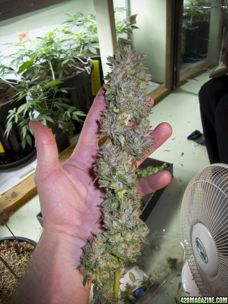 day_61_bud_11.jpg