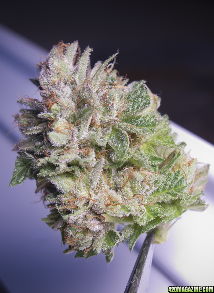 day_61_bud_12.jpg