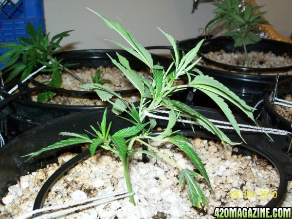 day_6_1st_day_of_LST_007_600x449.jpg