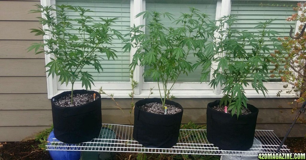 day_86_outdoor_ten_gal_pots.jpg