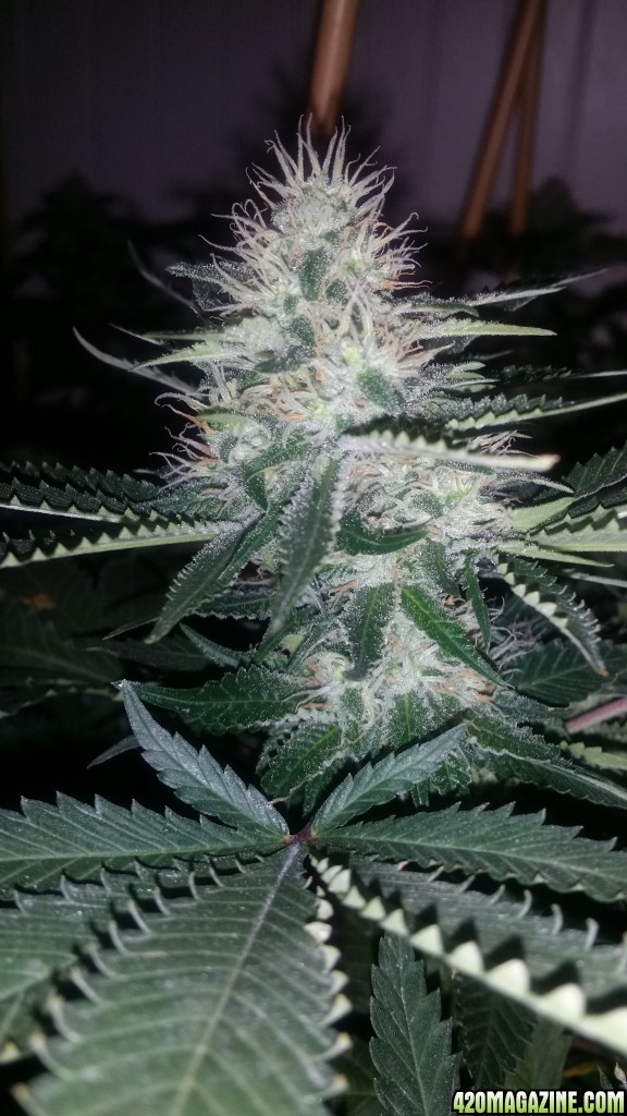 day_99_flip_31_bubblegum_2nd_bud_pic.jpg