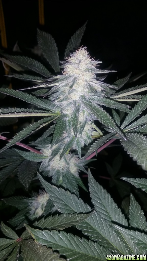 day_99_flip_31_bubblegum_3_bud_pic.jpg