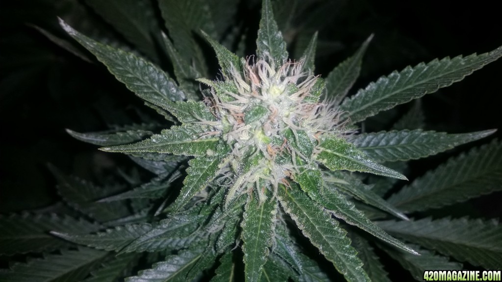 day_99_flip_31_bubblegum_bud_pic.jpg