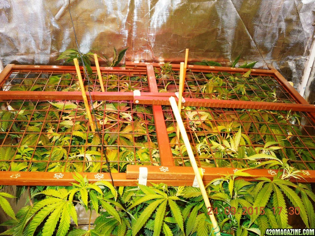 fake_ass_scrog_attempt.jpg