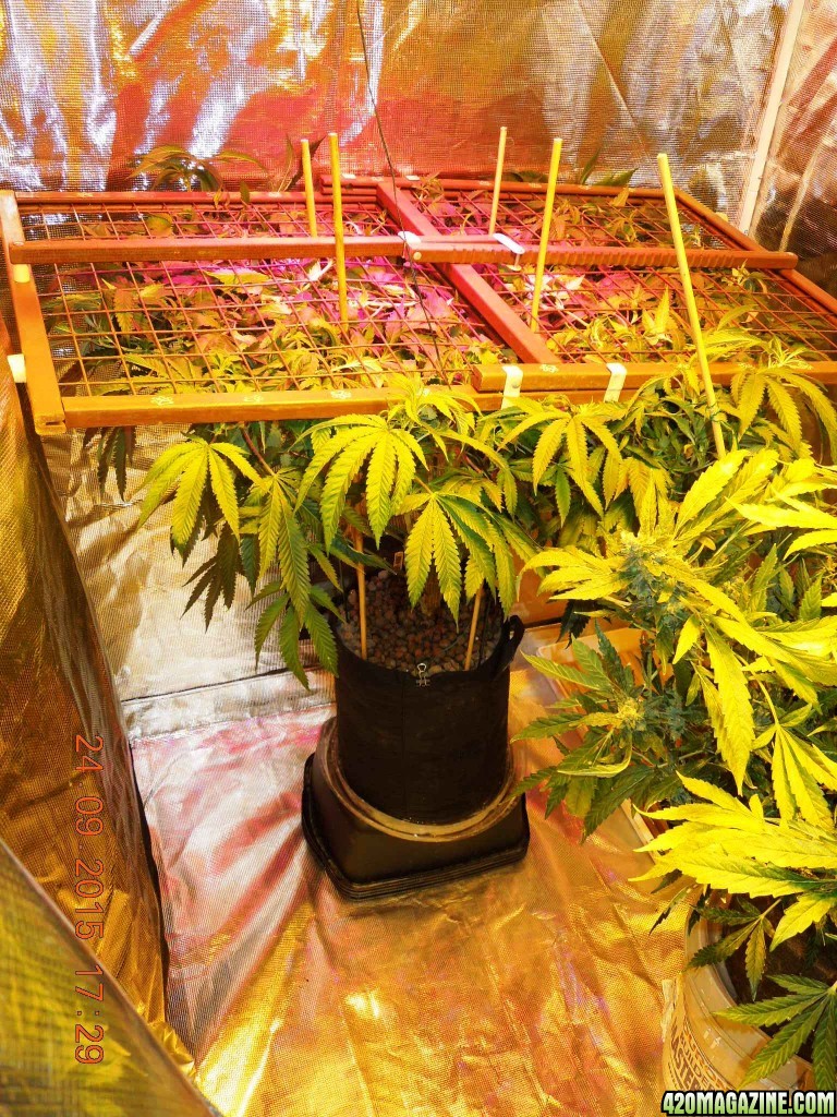 fake_ass_scrog_attempt_2.jpg