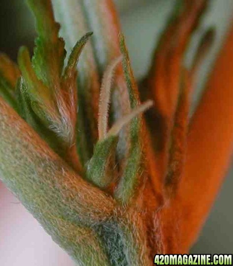 female-cannabis-plant-stem.jpg