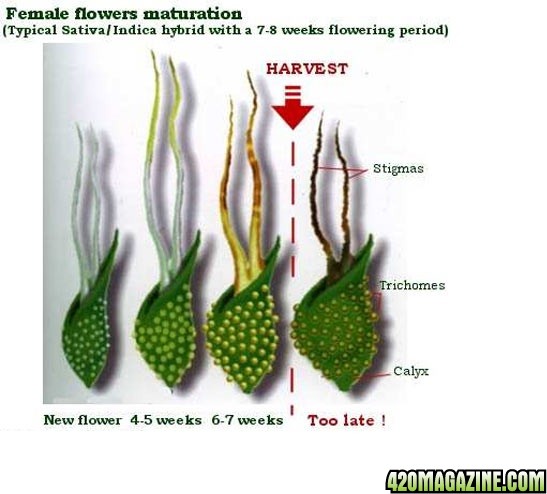 female-flowers-maturation1.jpg