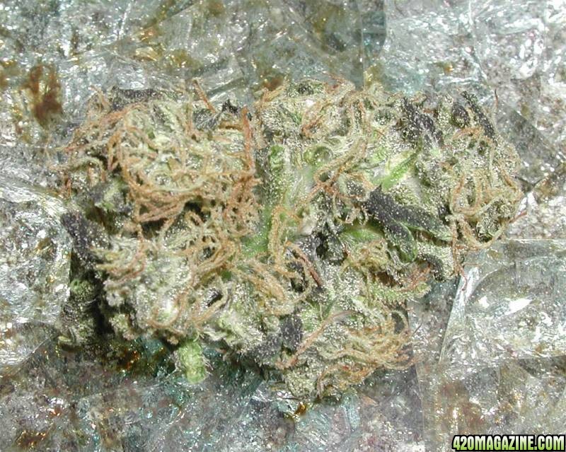 find-thebud.jpg