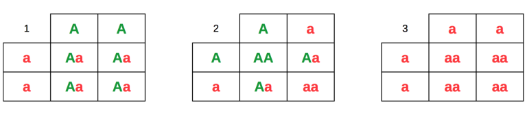 first-three-generation-autoflower-punnett-table-768x172_1_.png