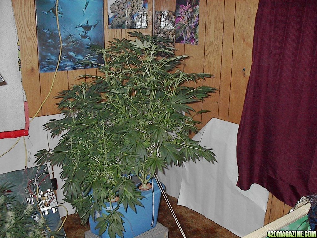 first_bubble_grow_010.jpg