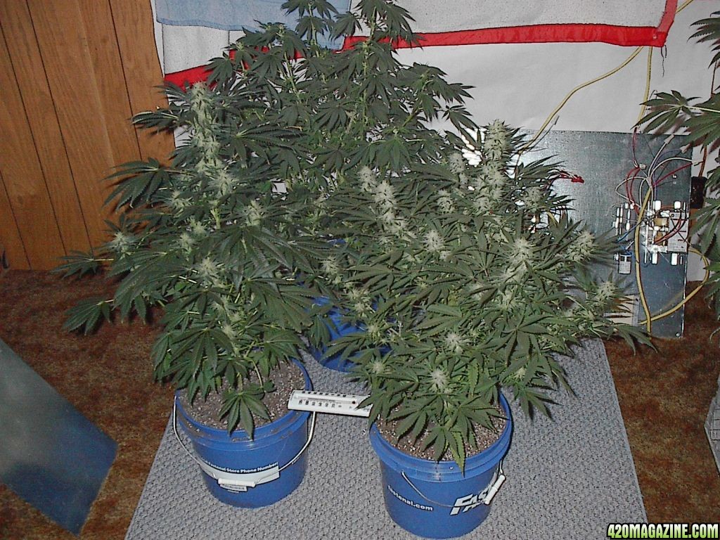 first_bubble_grow_011.jpg