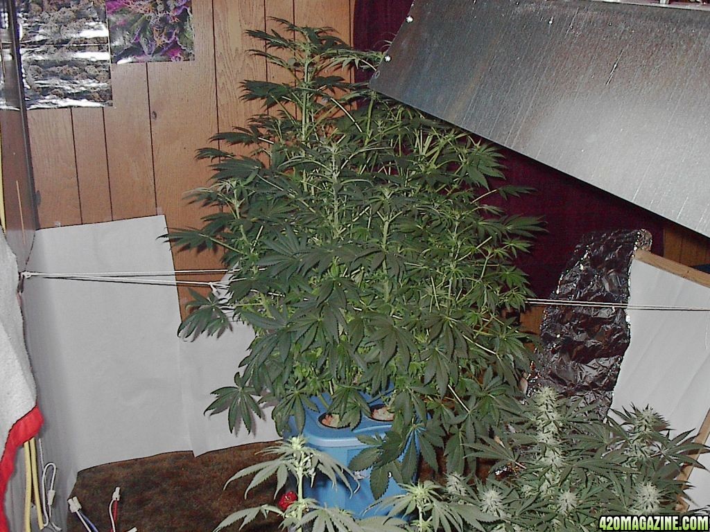 first_bubble_grow_012.jpg