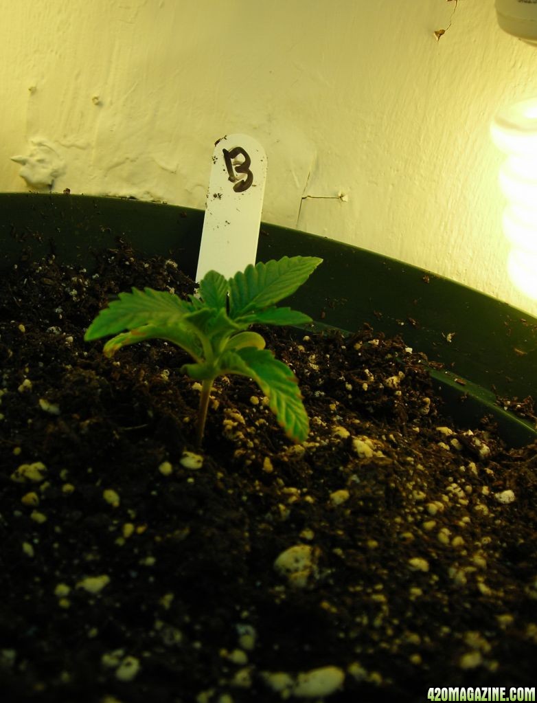 first_grow_019.jpg