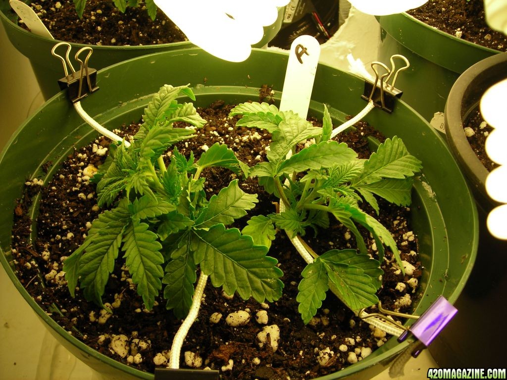 first_grow_023.jpg