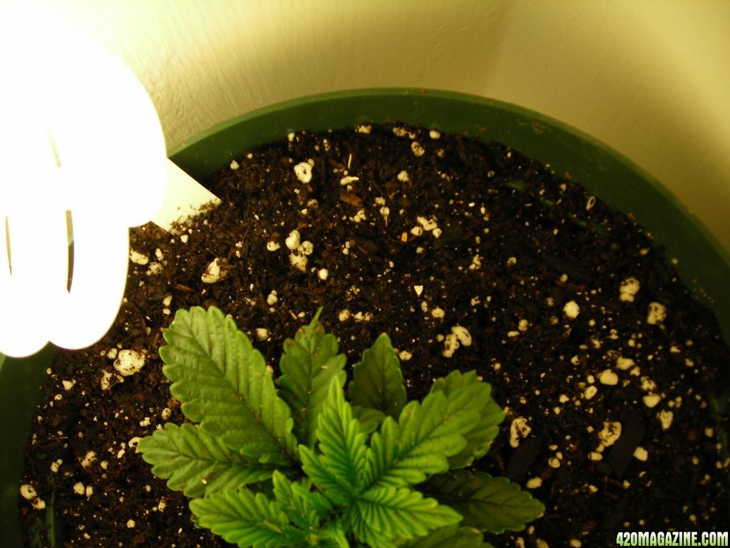 first_grow_025.jpg