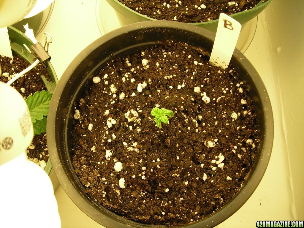 first_grow_026.jpg