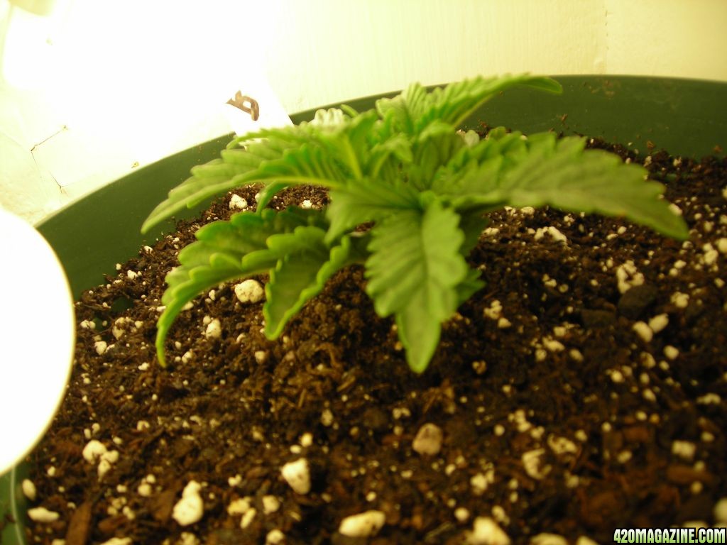 first_grow_027.jpg