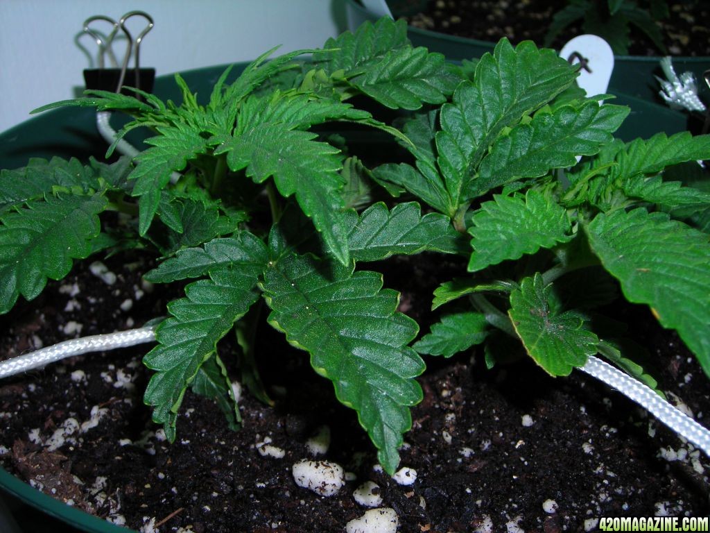 first_grow_030.jpg