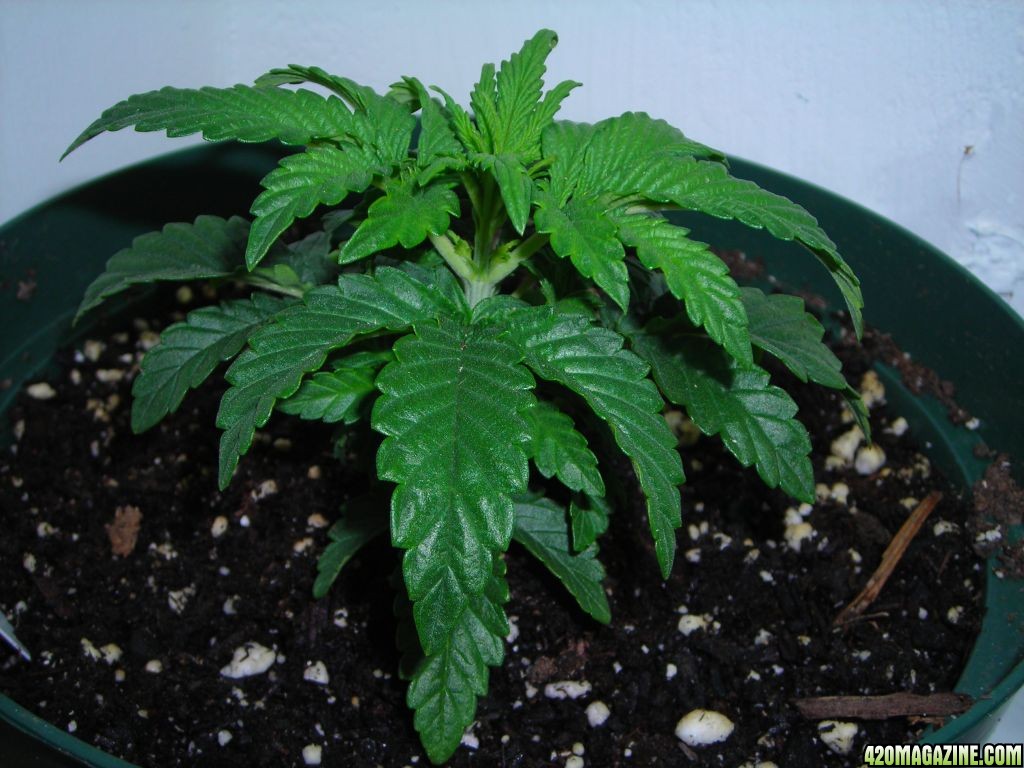 first_grow_031.jpg