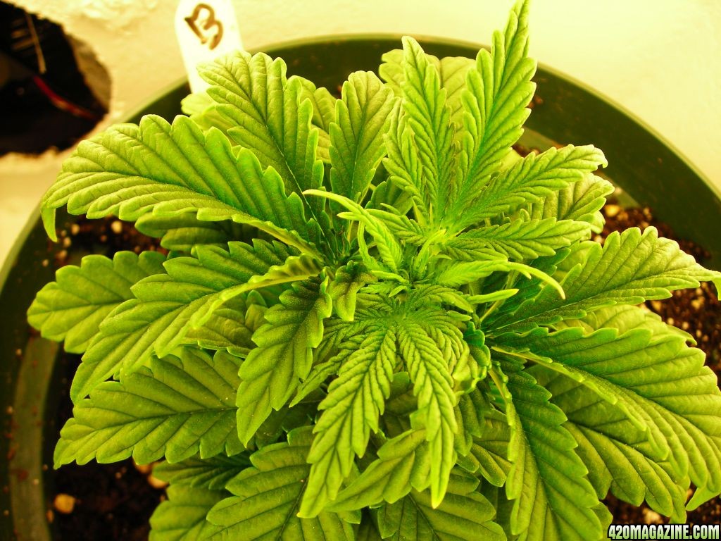 first_grow_040.jpg