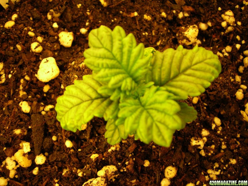 first_grow_043.jpg