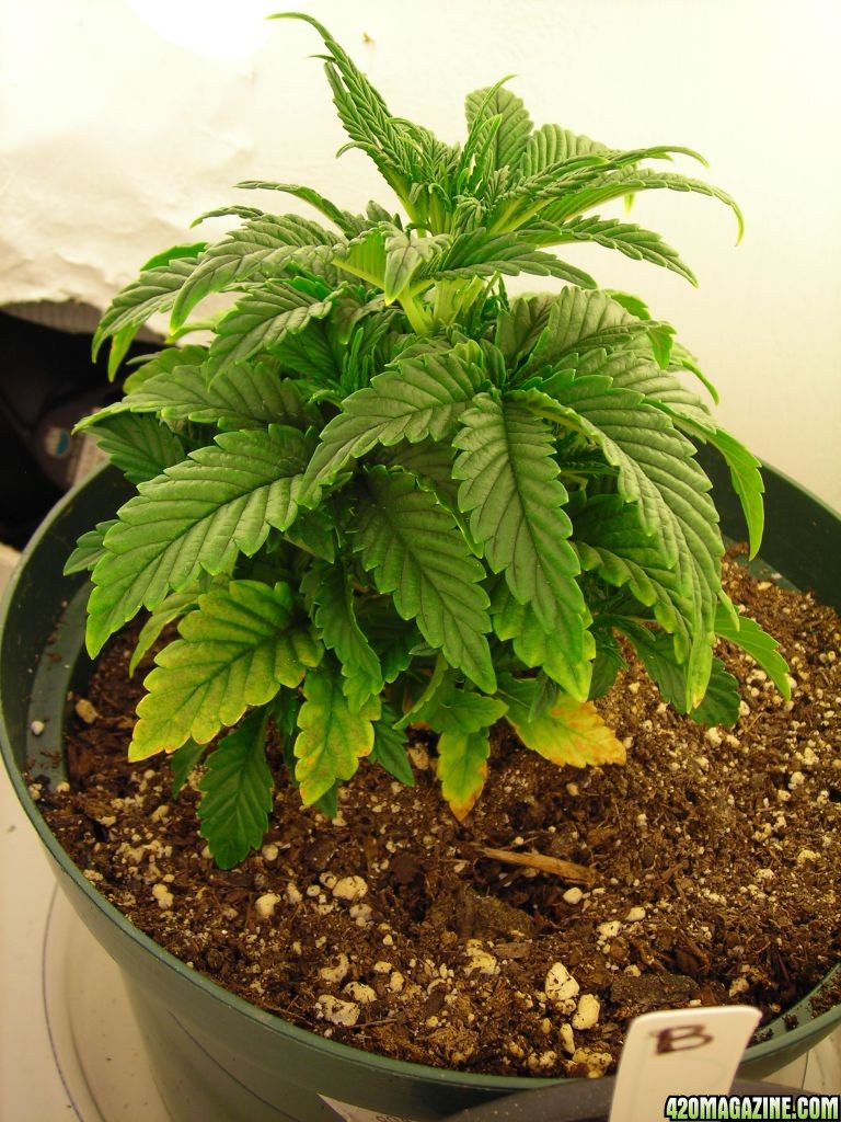 first_grow_048Joanne.jpg