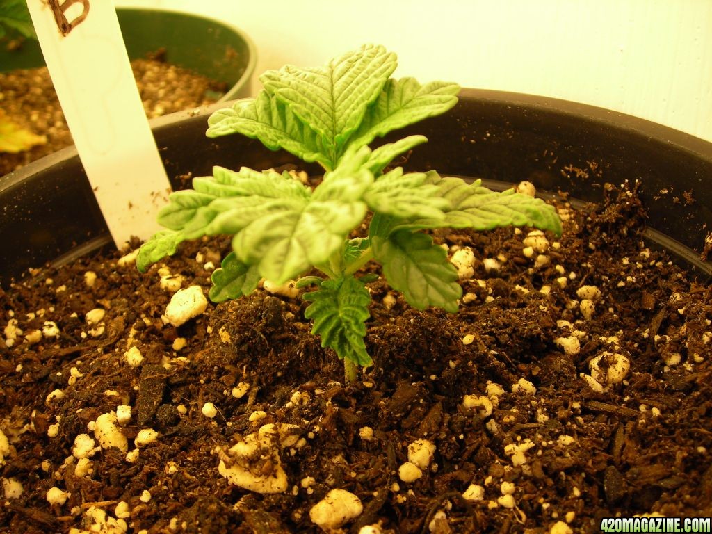 first_grow_050Vicky.jpg