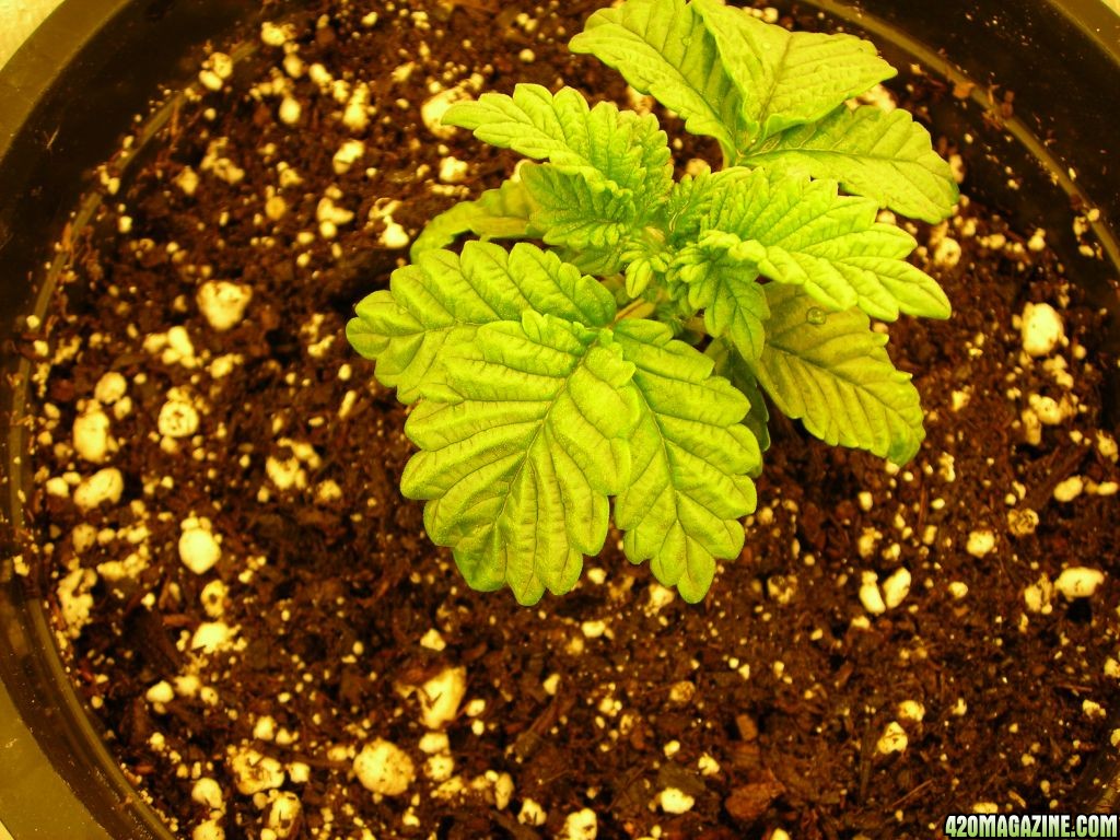 first_grow_061Vicky.jpg