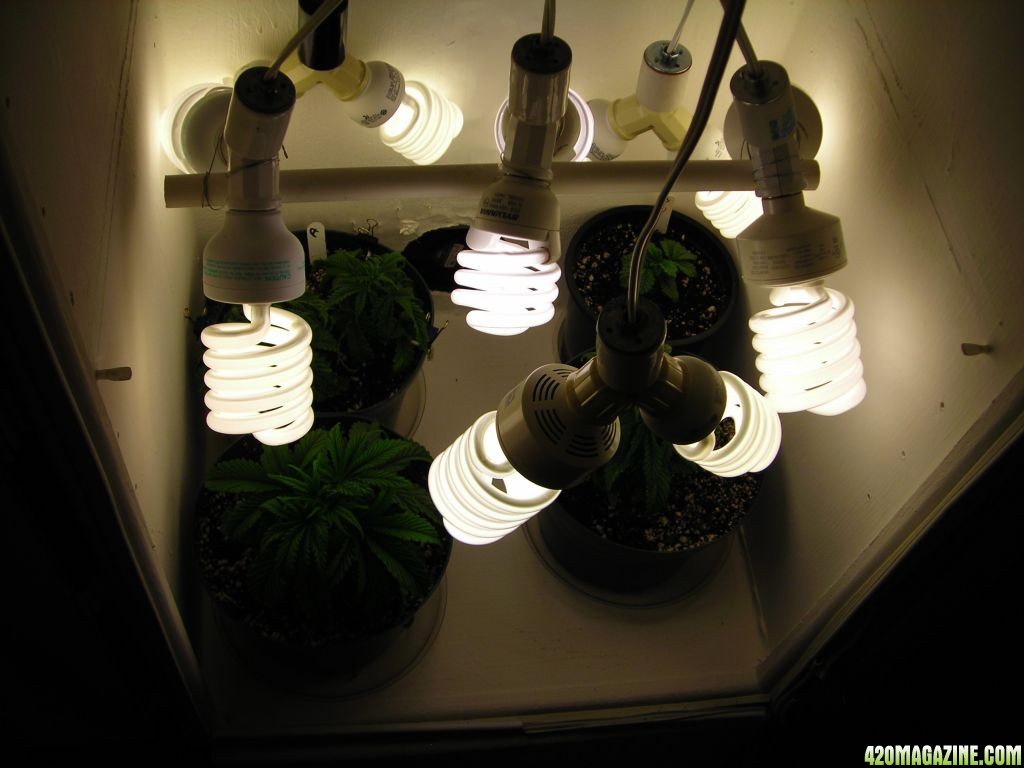 first_grow_064Lights.jpg