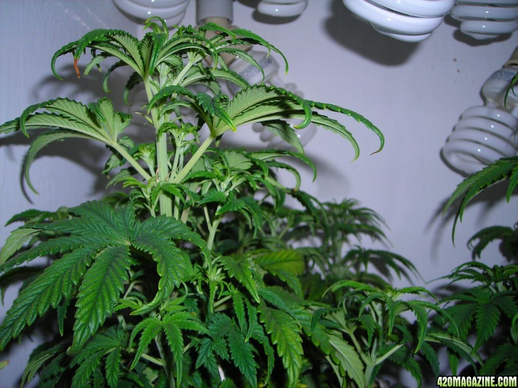 first_grow_094.jpg