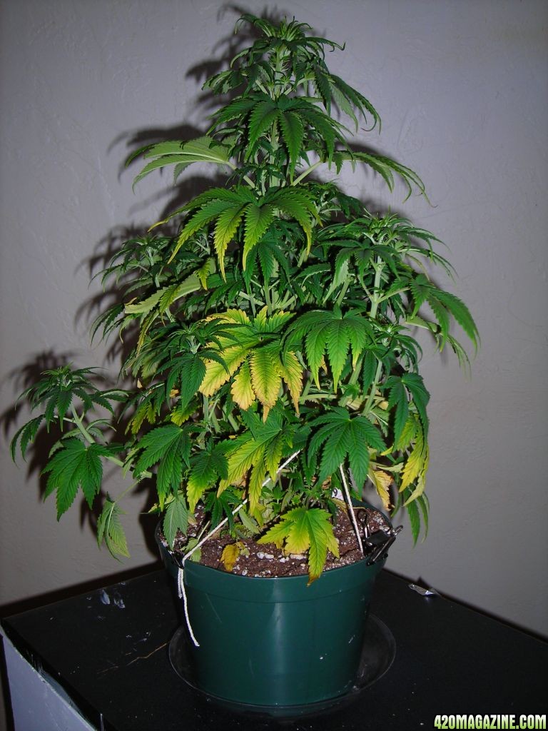 first_grow_112_Joanne.jpg