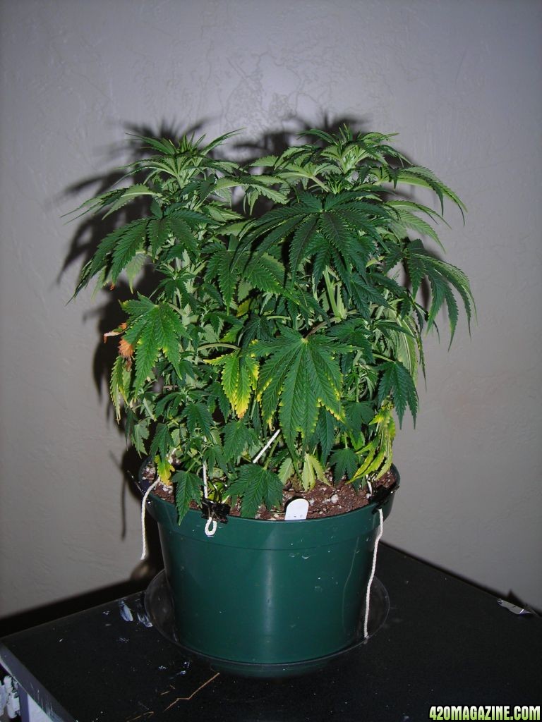 first_grow_114_Rose_and_Mary.jpg